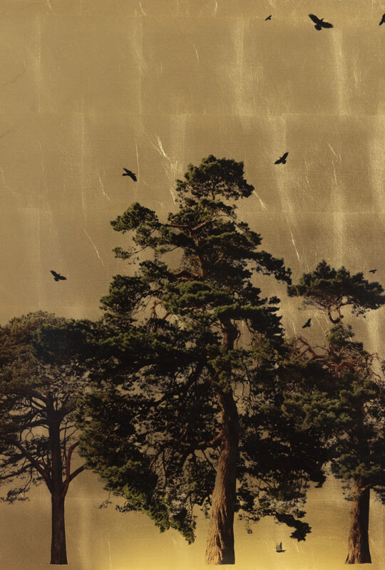 Arboretum Pinus In Excelsis II 80x80cm