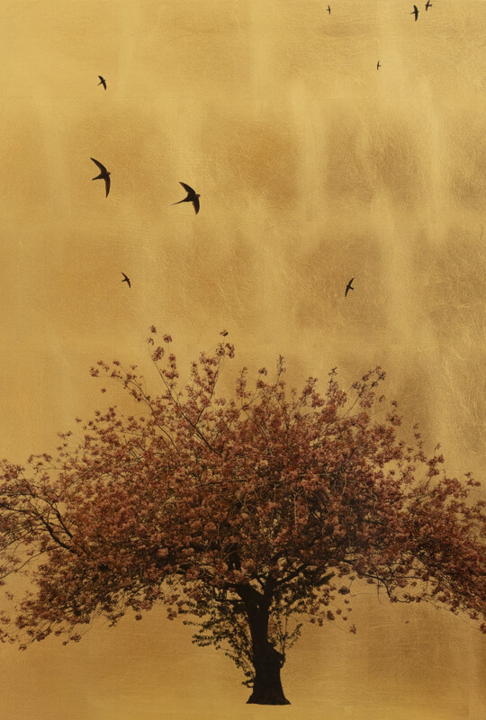 Prunus Serrulata In Excelsis XIII 80x80cm