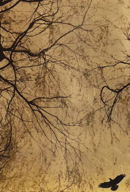 Salix Babylonica 120x60cm